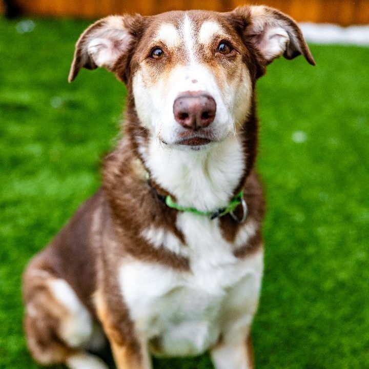 Sicily, an adoptable Husky Mix in Naperville, IL_image-6