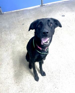 Meet Sasha a three-year-old black lab mix who is looking for a place to call home Despite not gett
