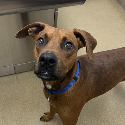 Russ, an adoptable Bloodhound in Corpus Christi, TX, 78415 | Photo Image 1