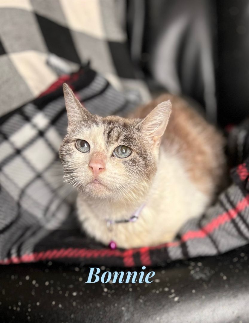 Bonnie, an adoptable Ragdoll in Orange, CA, 92867 | Photo Image 1