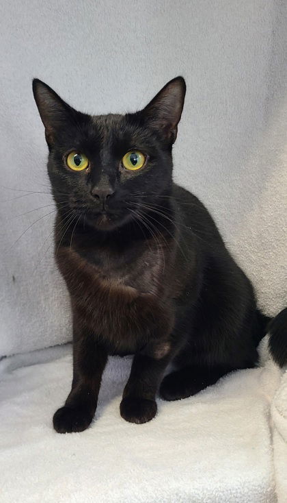 6111 (Asami), an adoptable Domestic Short Hair in Lake City, MI, 49651 | Photo Image 2