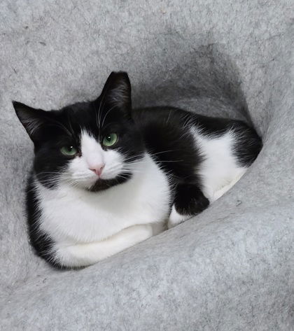 6036 (Tyson), an adoptable Domestic Short Hair in Lake City, MI, 49651 | Photo Image 1