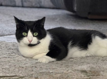 6036 (Tyson), an adoptable Domestic Short Hair in Lake City, MI, 49651 | Photo Image 1