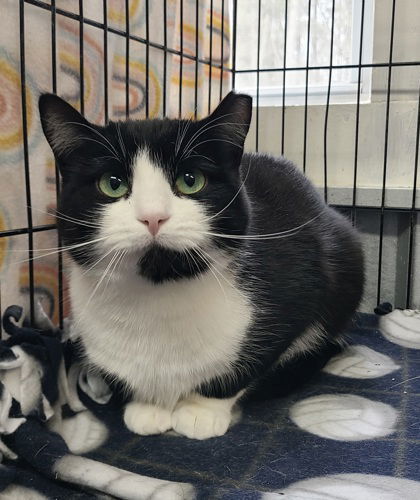 6036 (Tyson), an adoptable Domestic Short Hair in Lake City, MI, 49651 | Photo Image 2