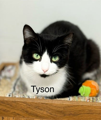 6036 (Tyson), an adoptable Domestic Short Hair in Lake City, MI, 49651 | Photo Image 3