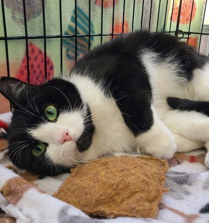 6036 (Tyson), an adoptable Domestic Short Hair in Lake City, MI, 49651 | Photo Image 3