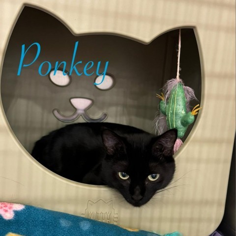 Ponkey, an adoptable Domestic Medium Hair in Spring Hill, KS, 66083 | Photo Image 1