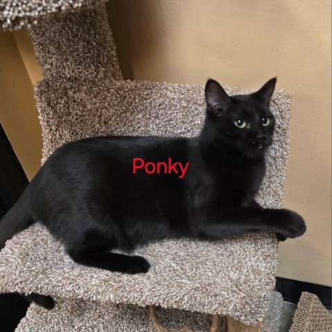 Ponkey, an adoptable Domestic Medium Hair in Spring Hill, KS, 66083 | Photo Image 2