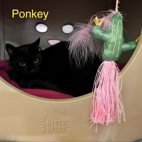 Ponkey, an adoptable Domestic Medium Hair in Spring Hill, KS, 66083 | Photo Image 3