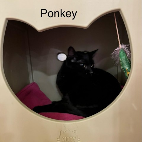 Ponkey, an adoptable Domestic Medium Hair in Spring Hill, KS, 66083 | Photo Image 6