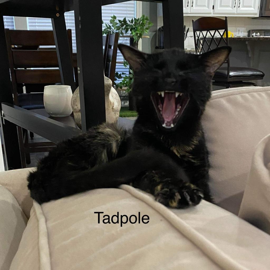 Tadpole, an adoptable Domestic Short Hair in Spring Hill, KS, 66083 | Photo Image 2