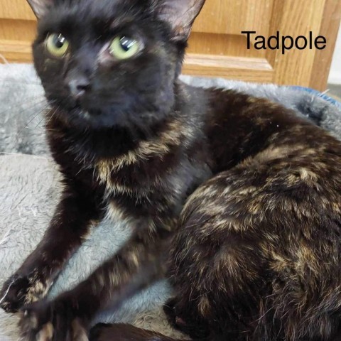 Tadpole, an adoptable Domestic Short Hair in Spring Hill, KS, 66083 | Photo Image 4