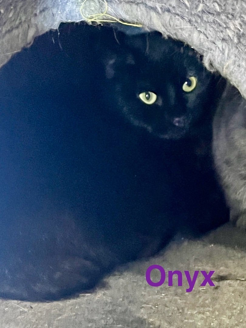 M- Onyx