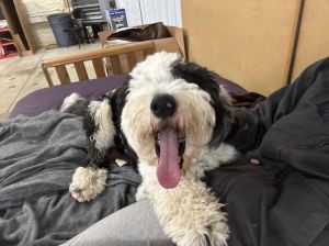 Petfinder old best sale english sheepdog