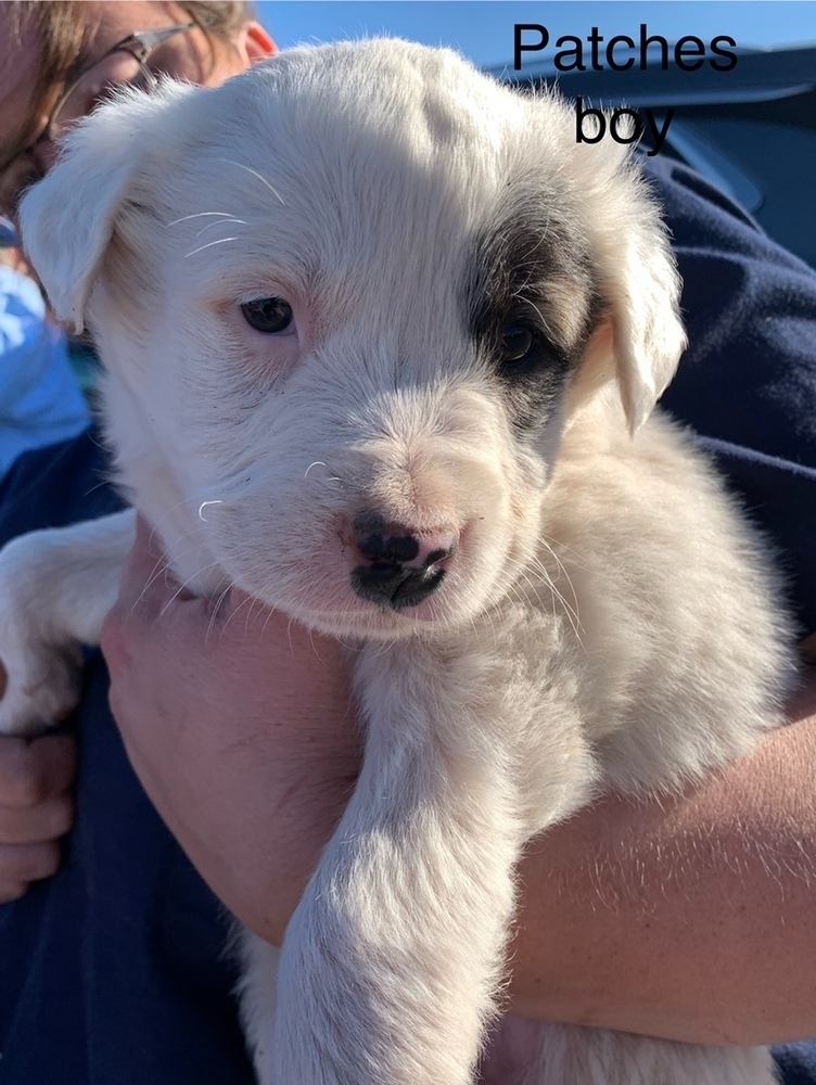 Snowflake (MM), an adoptable Saint Bernard, Husky in San Angelo, TX, 76905 | Photo Image 1