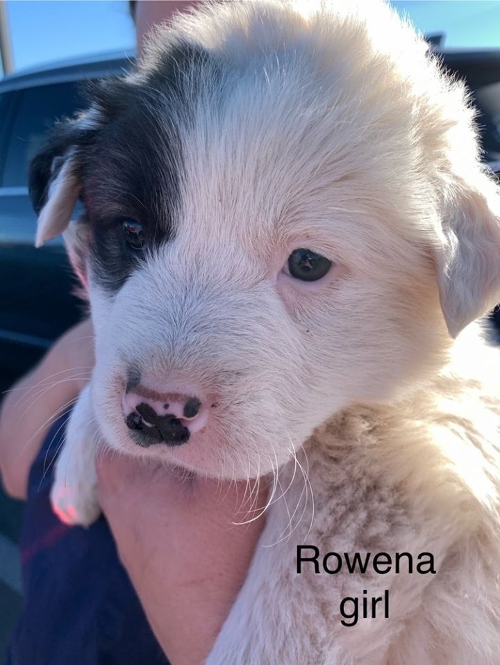 Rowena (MM) 1