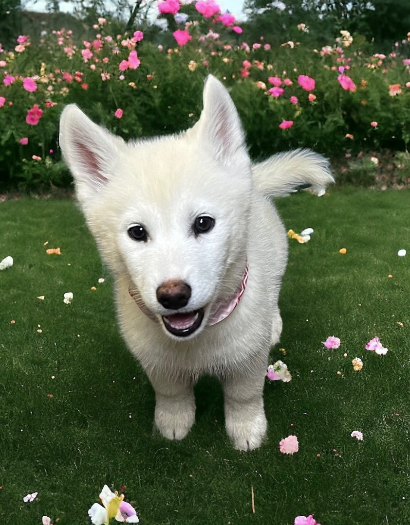 Bubbles, an adoptable Husky, Samoyed in Los Angeles, CA, 90007 | Photo Image 1