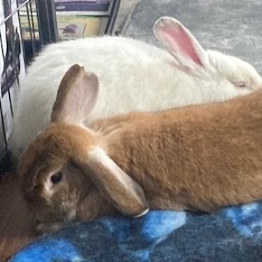 Angora holland hot sale lop mix