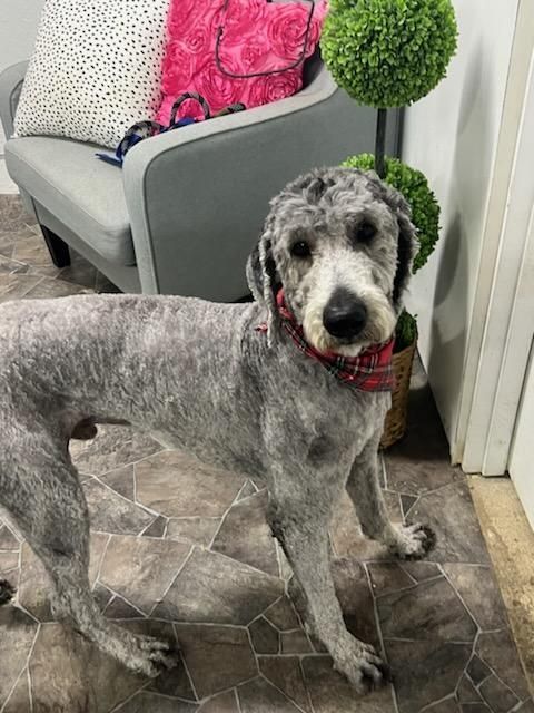 Petfinder best sale standard poodle