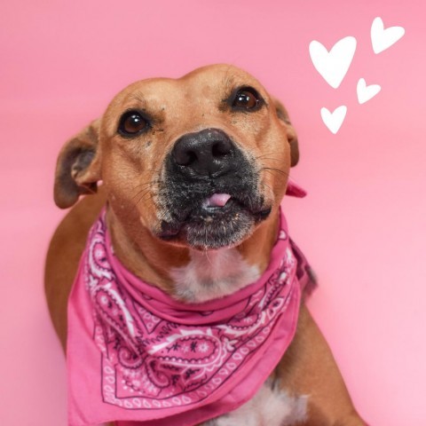 Dog for adoption Diane a Black Mouth Cur Mix in West Palm Beach