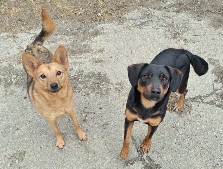 Black and tan coonhound border 2024 collie mix