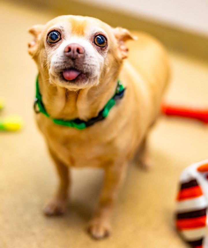 Yepani, an adoptable Chihuahua Mix in Naperville, IL_image-5