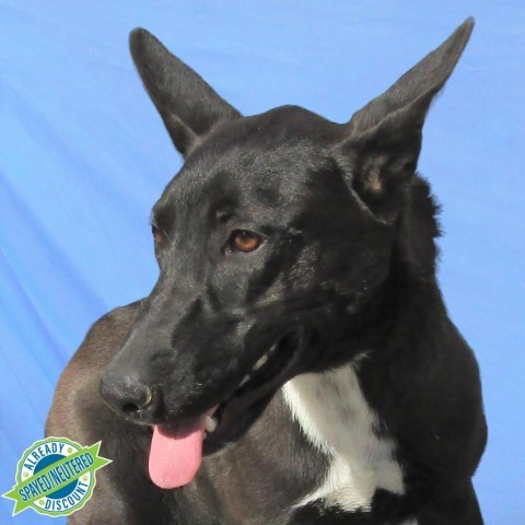 Zareen, an adoptable Mixed Breed in Las Cruces, NM, 88012 | Photo Image 1