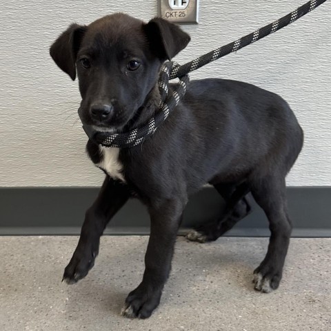 Zareen, an adoptable Mixed Breed in Las Cruces, NM, 88012 | Photo Image 2