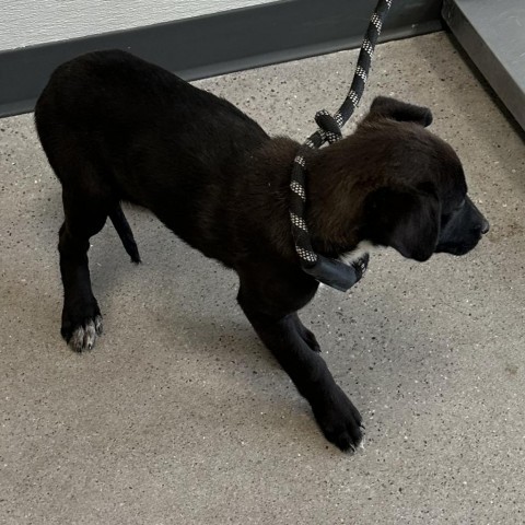 Zareen, an adoptable Mixed Breed in Las Cruces, NM, 88012 | Photo Image 3