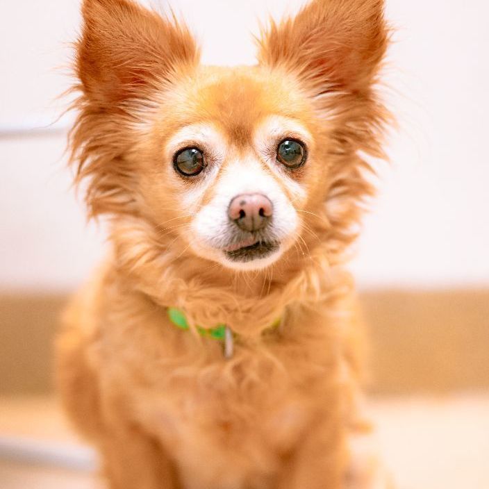 Lucy, an adoptable Chihuahua Mix in Naperville, IL_image-4