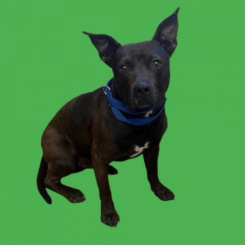 Captain, an adoptable Pit Bull Terrier in Tuscaloosa, AL, 35401 | Photo Image 1