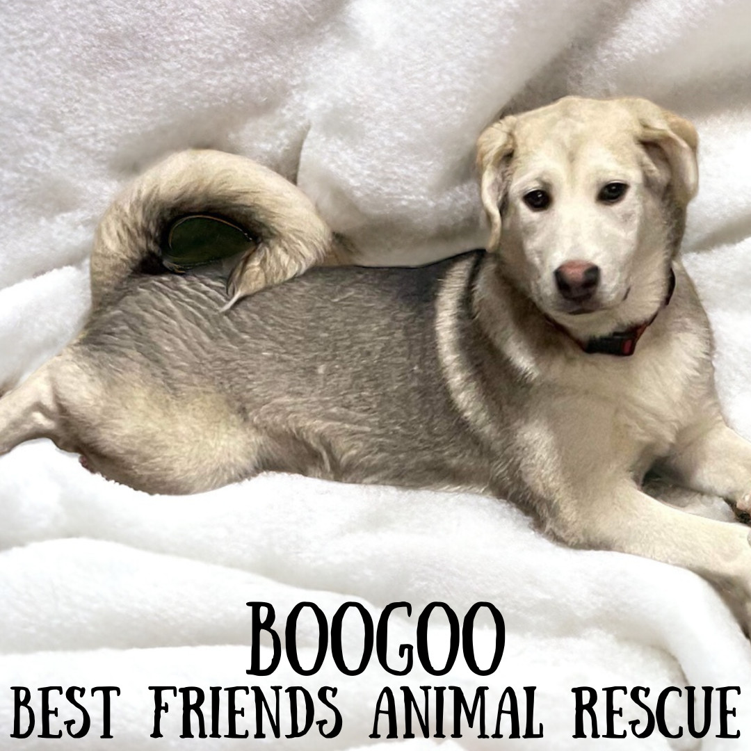 Boogoo, an adoptable Husky in Wasilla, AK, 99654 | Photo Image 1
