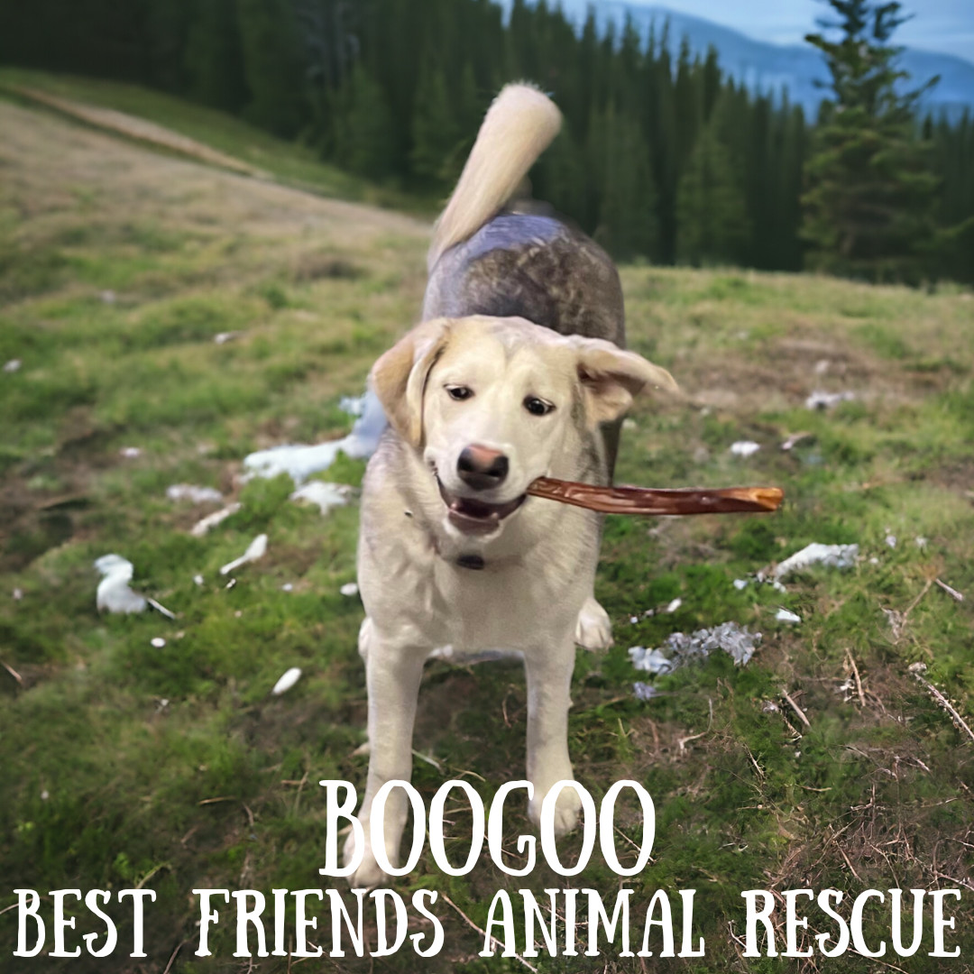 Boogoo, an adoptable Husky in Wasilla, AK, 99654 | Photo Image 2