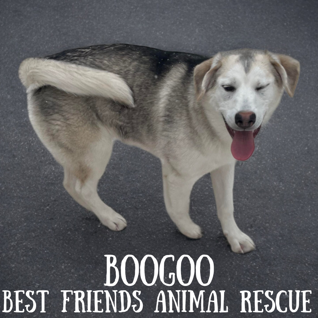 Boogoo, an adoptable Husky in Wasilla, AK, 99654 | Photo Image 3