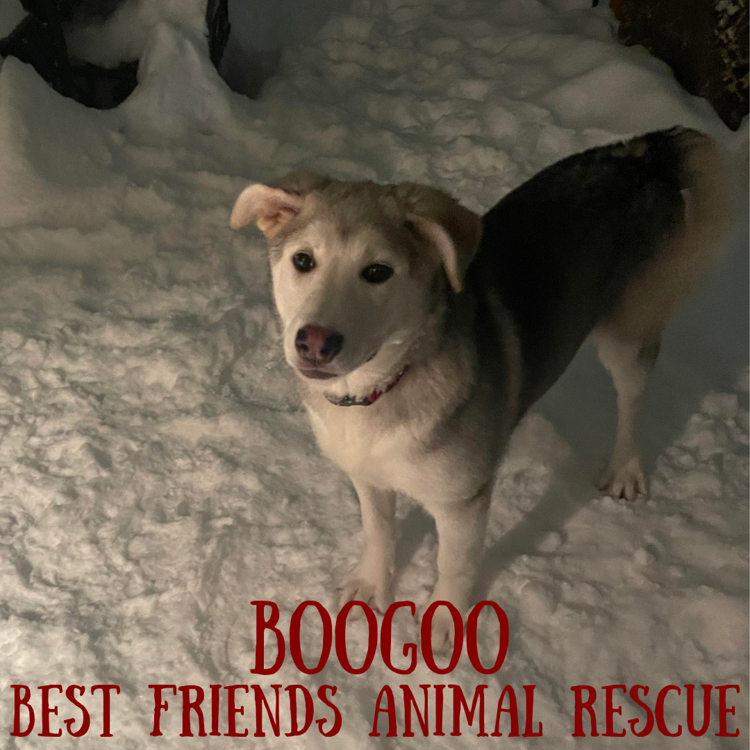 Boogoo, an adoptable Husky in Wasilla, AK, 99654 | Photo Image 4