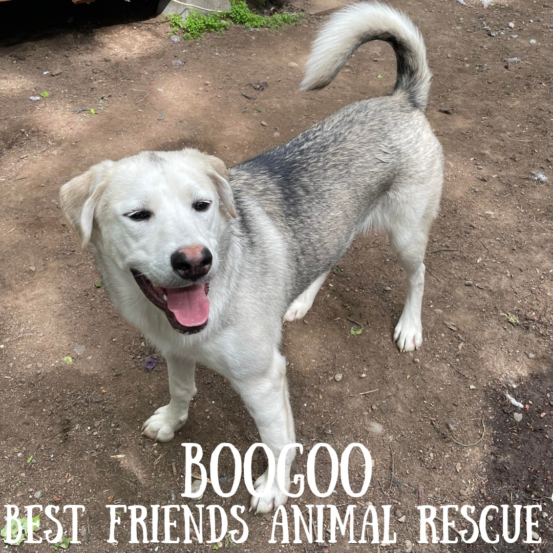 Boogoo, an adoptable Husky in Wasilla, AK, 99654 | Photo Image 4