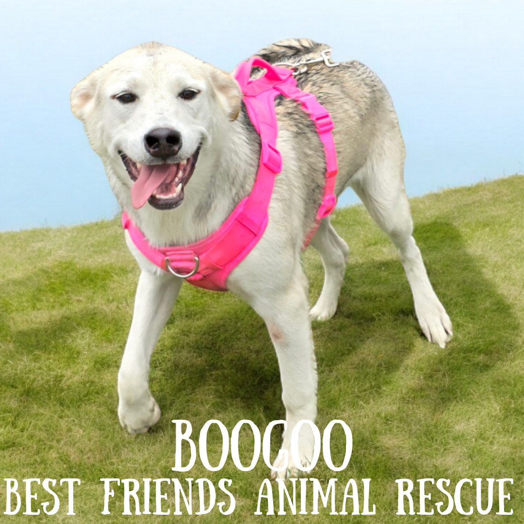 Boogoo, an adoptable Husky in Wasilla, AK, 99654 | Photo Image 5