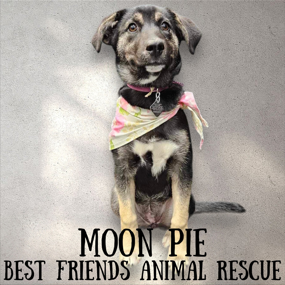 Moon Pie, an adoptable Husky, Labrador Retriever in Fairbanks, AK, 99701 | Photo Image 2
