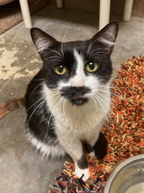 Stache, an adoptable Domestic Short Hair, Tuxedo in Jackson, MS, 39213 | Photo Image 1