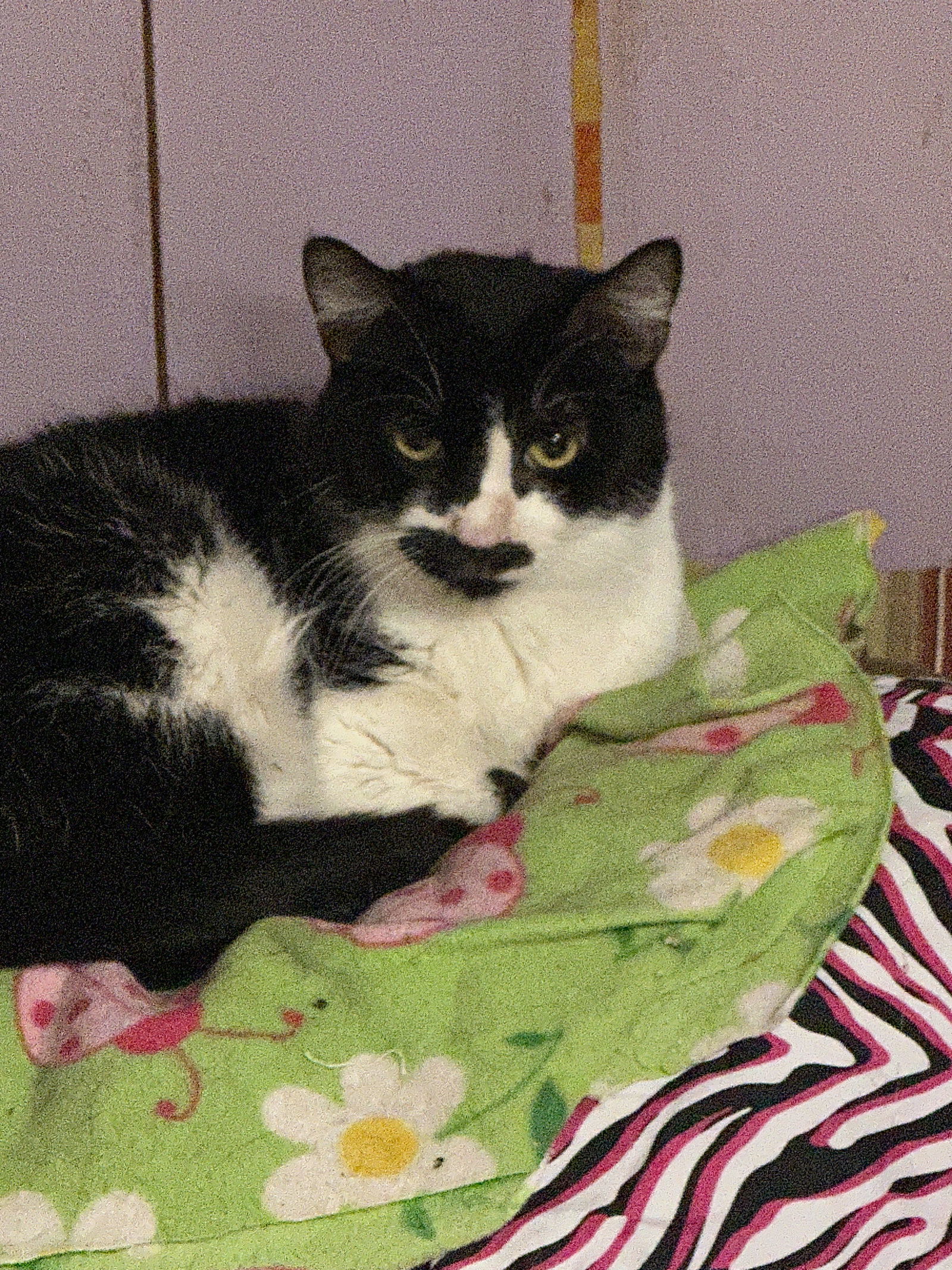 Stache, an adoptable Domestic Short Hair, Tuxedo in Jackson, MS, 39213 | Photo Image 2