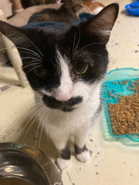 Stache, an adoptable Domestic Short Hair, Tuxedo in Jackson, MS, 39213 | Photo Image 3