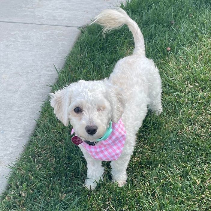 Petfinder maltipoo best sale