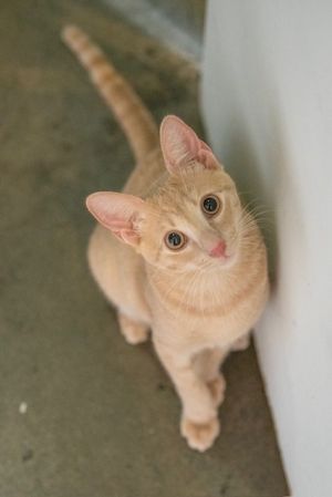 Jelly is a social boy who loves to play and be the center of attention He is the last of