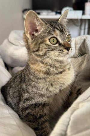 Meet Miss Meechie This tiny tabby bundle of joy is as cute as they come with a heart full of