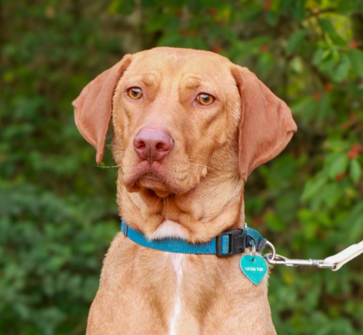 Vizsla petfinder sale