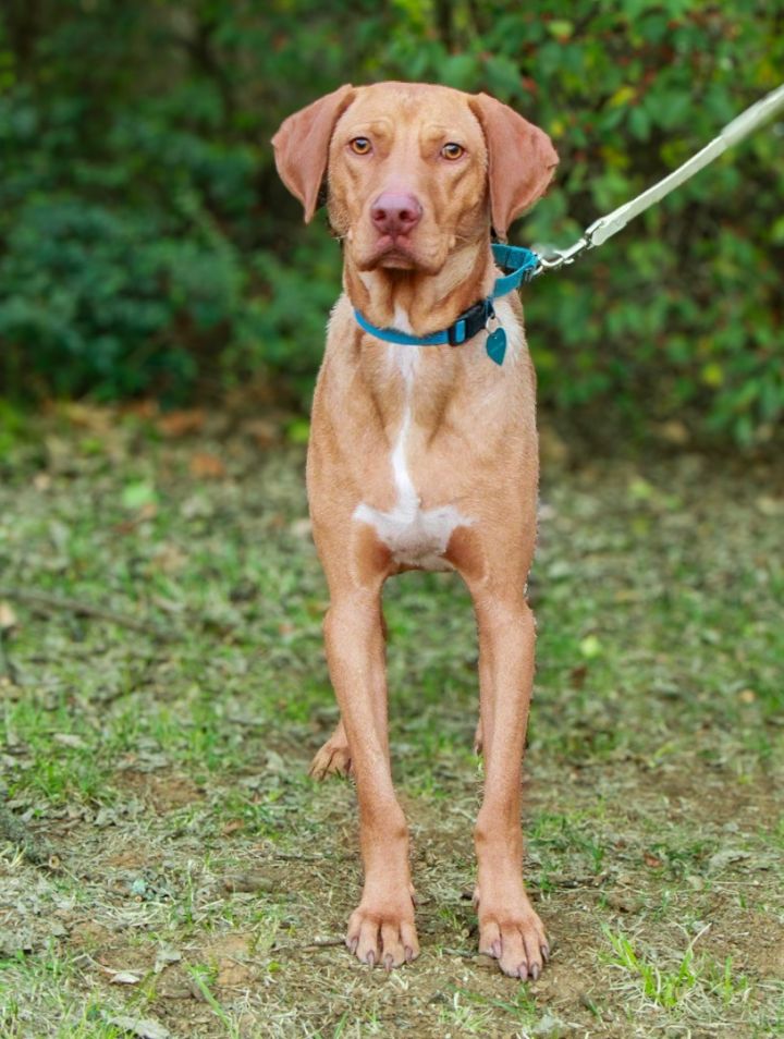 Vizsla petfinder sale