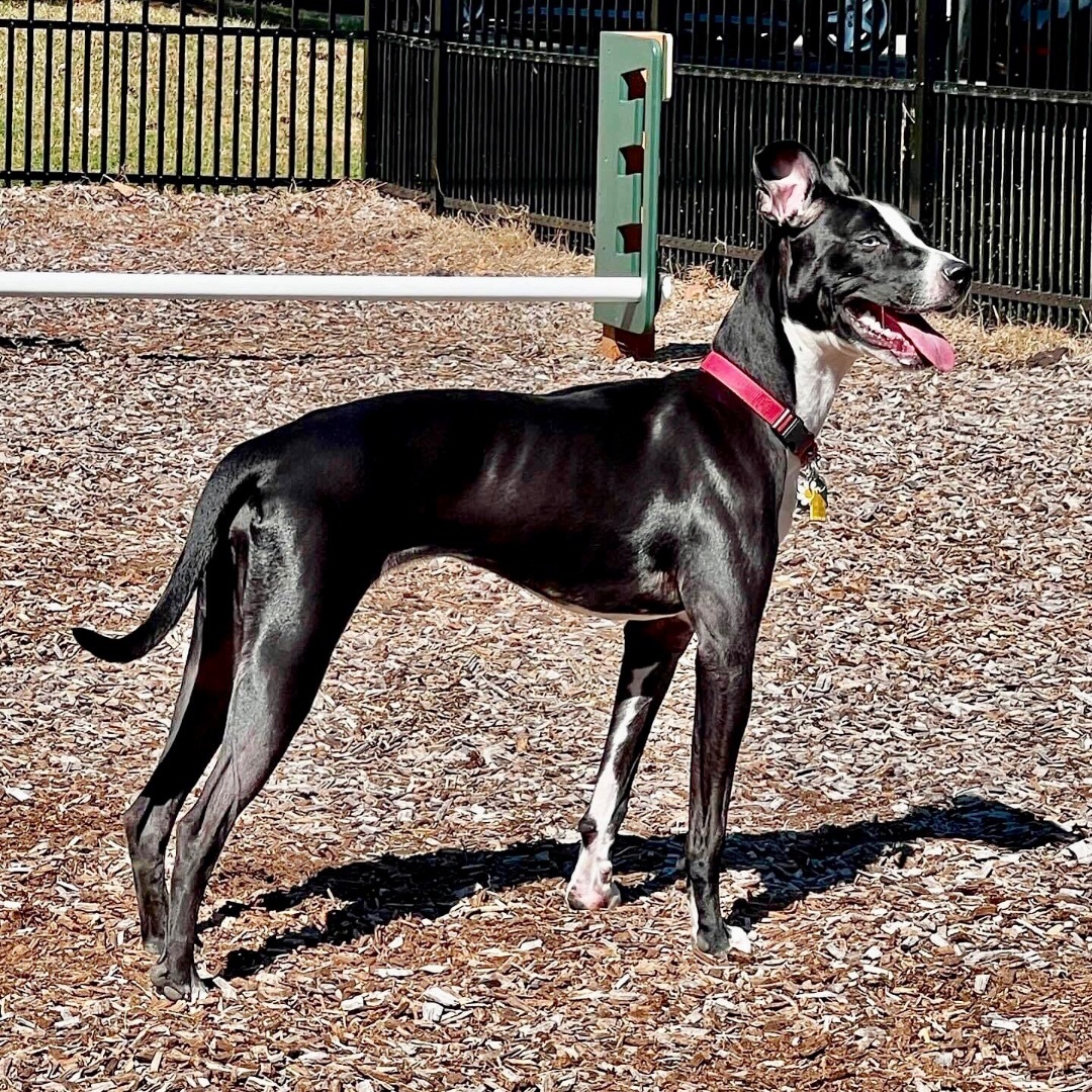 Black and tan store whippet