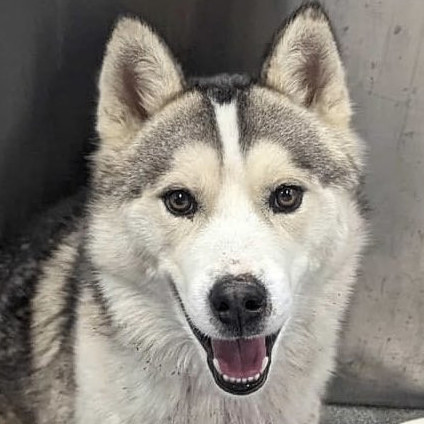 Tahoe husky sale rescue