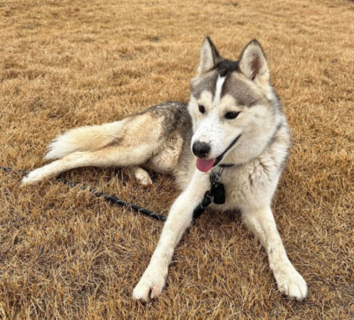 Tahoe store husky rescue