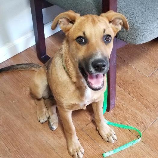 Black mouth cur german shepherd sales mix puppy